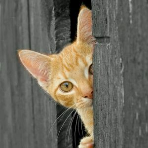 Meet your Posher, Barbara